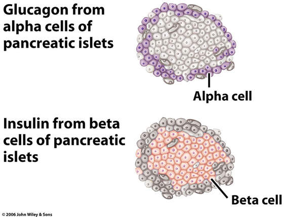 Alpha Cells Pancreas